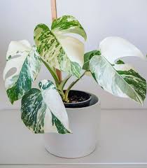 This Guy Though My Variegated Monstera Variegated Plants Conservatory Plants Philodendron Plant