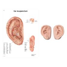 right and left acupuncture ear models with ear chart 3b