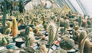 Cactus king is a garden center you'll find at houston, texas. Prickly Pear Cactus At Cactus King 365 Houston