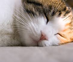 Why Does My Cat Sleep All Day