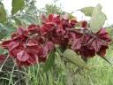 Image result for Combretum psidioides
