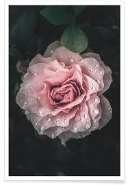 ∎ a stylized representation of the flower in heraldry or decoration, typically with five petals. Raindrops On Pink Rose Poster Juniqe