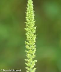 Image result for Setaria verticillata