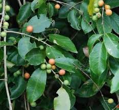Image result for Salacia orientalis