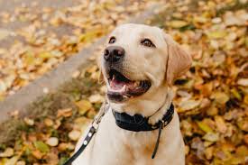 Read on for the best dog training collars to use the brand claims that the collar can help correct the behavior in as little as two weeks, and because the spray is triggered automatically, it can. 10 Best Dog Training Shock Collars Of 2021 Top Rated Reviews