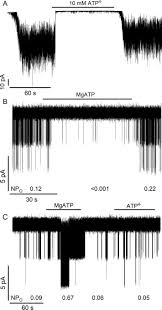 Kpk = 2 x 2 x 3 x 3 x 5 = 180. Atp Binding Without Hydrolysis Switches Sulfonylurea Receptor 1 Sur1 To Outward Facing Conformations That Activate Katp Channels Journal Of Biological Chemistry