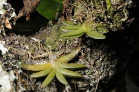 Image result for Bolusiella