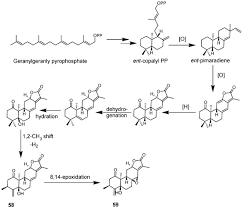 Image result for Suregada procera