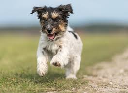 Puppy shots are an important part of routine puppy care. What Is A 5 In 1 Vaccine For Dogs Petmd