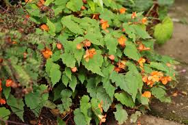 Image result for Begonia sutherlandii