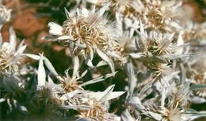 Image result for Dicoma