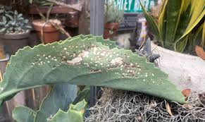 Image result for Cyphostemma schlechteri