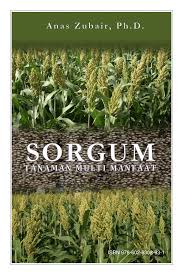 Check spelling or type a new query. Pdf Sorgum Tanaman Multi Manfaat