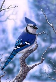 Bird Sitting On Window Sill Meaning Blue Jay I Love To Put Bird Seed On My Window Sill In My Home Office And Then Watch The Blue Jays And Cardinals F Kolorowe Ptaki Zwierzeta Dzikie Zwierzeta