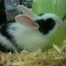 Maybe you would like to learn more about one of these? Pet Supermarket Pet Store In Sarasota