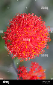 Image result for Kleinia abyssinica