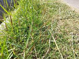 Image result for Dichanthium annulatum