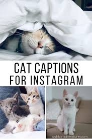 34 Short Cat Captions For Instagram Pictures Of Cute Kitties Ask For Adventure In 2020 Cat Captions Cute Cat Quotes Cute Insta Captions