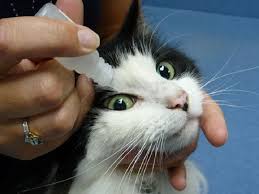 30 Natural Home Remedies To Avoid A Trip To The Vet Cat Eye Infection Kitten Eyes Cat Care
