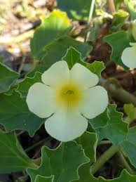 Image result for Pedalium murex