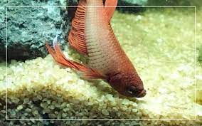 Betta Fish Dropsy Disease - How To Treat Bloated Betta Fish?