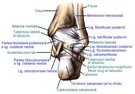 File Ligaments Of The Posterior Part Of The Foot Ro 1 Jpg Wikimedia Commons