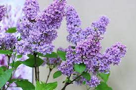 Flowers Name In English Pictures Videos Charts Ira Parenting