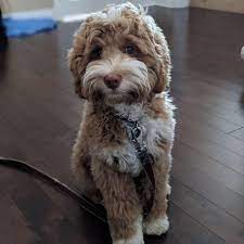 These gorgeous jars are sure to steal the show regardless of what you put in them. Australian Labradoodles Of Plymouth Ma Home Facebook