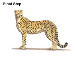 This step by step lesson progressively builds upon each previous step until in this tutorial i'll show you how to draw realistic cheetahs. How To Draw A Cheetah Color Video Step By Step Pictures