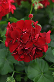 Image result for Pelargonium apetalum