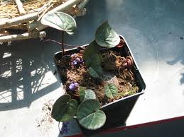 Image result for Cyclamen parviflorum