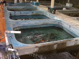 Jenis ikan hias yang satu ini merupakan ikan hias yang sangat khas, hal ini karena ikan hias satu ini berasal dari negeri jepang, ikan koi bagi masyarakat jepang dianggap sebagai ikan. Teknik Dan Cara Budidaya Ikan Koi Agar Omzet Puluhan Juta Abahtani
