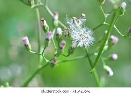 Image result for Vernonia cinerea