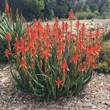 Aloe flowers are tubular, frequently yellow, orange, pink, or red, and are borne, densely clustered and pendant, at the apex of simple or branched, leafless stems. Always Red Pbr Aloe Aloe
