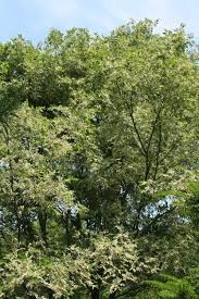 Image result for Ulmus parvifolia