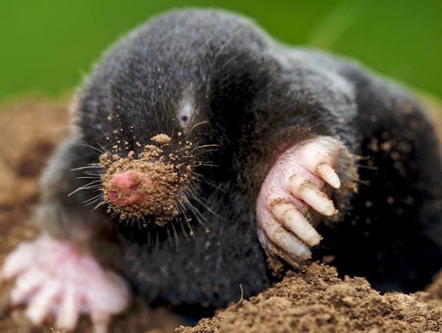 Specieswatch: the secret lives of moles | Animals | The Guardian