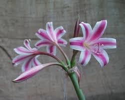 Image result for Crinum lugardiae