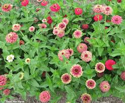 Growing instructions are provided on each seed packet. Our Fall Gallery September Flowers Zinnias Front Flower Bed Ideas