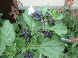 Image result for Nicandra physalodes
