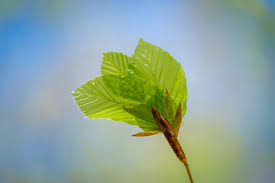 Maybe you would like to learn more about one of these? Wallpaper Bunga Bunga Mawar Daun Bunga Makro Alam 2000x1333 Raidyhd 1943369 Hd Wallpapers Wallhere