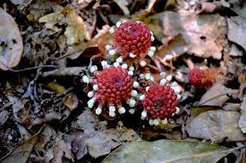 Image result for Balanophoraceae