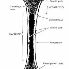 A epiphysis b diaphysis c articular cartilage d periosteum f compact bone g medullary cavity yellow marrow h endosteum j. 1 Schematic Drawing Of A Longitudinal Section Through A Long Bone Download Scientific Diagram