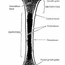 Long bones are generally bones that are longer than they are wide, and are part of the skeletal i've labeled bones forming by these two methods—basically, the skull is intramembranous and everything. 1 Schematic Drawing Of A Longitudinal Section Through A Long Bone Download Scientific Diagram