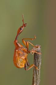 Image result for Dichaetanthera