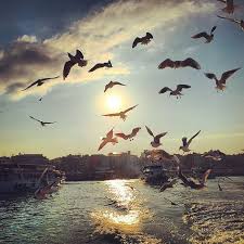Hayt Kisa Kuslar Ucuyor Bird Sun Rise Gunes Dogus Sabah Morning Istanbul Kadikoy Instagram Kus Doga