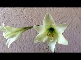 Pin On Gippeastrum Video