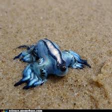 Ain T That A Cute Little Blue Dragon Interesting That These Little Suckers Can Become Cannibalistic Though I S Unusual Animals Bizarre Animals Weird Animals