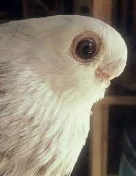 pin by megameram megameram on pigeontastic pretty birds beautiful birds pigeon