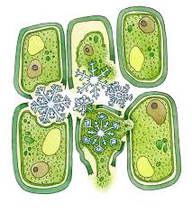 Plant cell diagram in pencil. Freezing Effects On Plant Cell Anatomy Diagram Lizzie Harper
