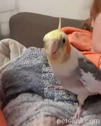Pet Birds Panosundaki Pin